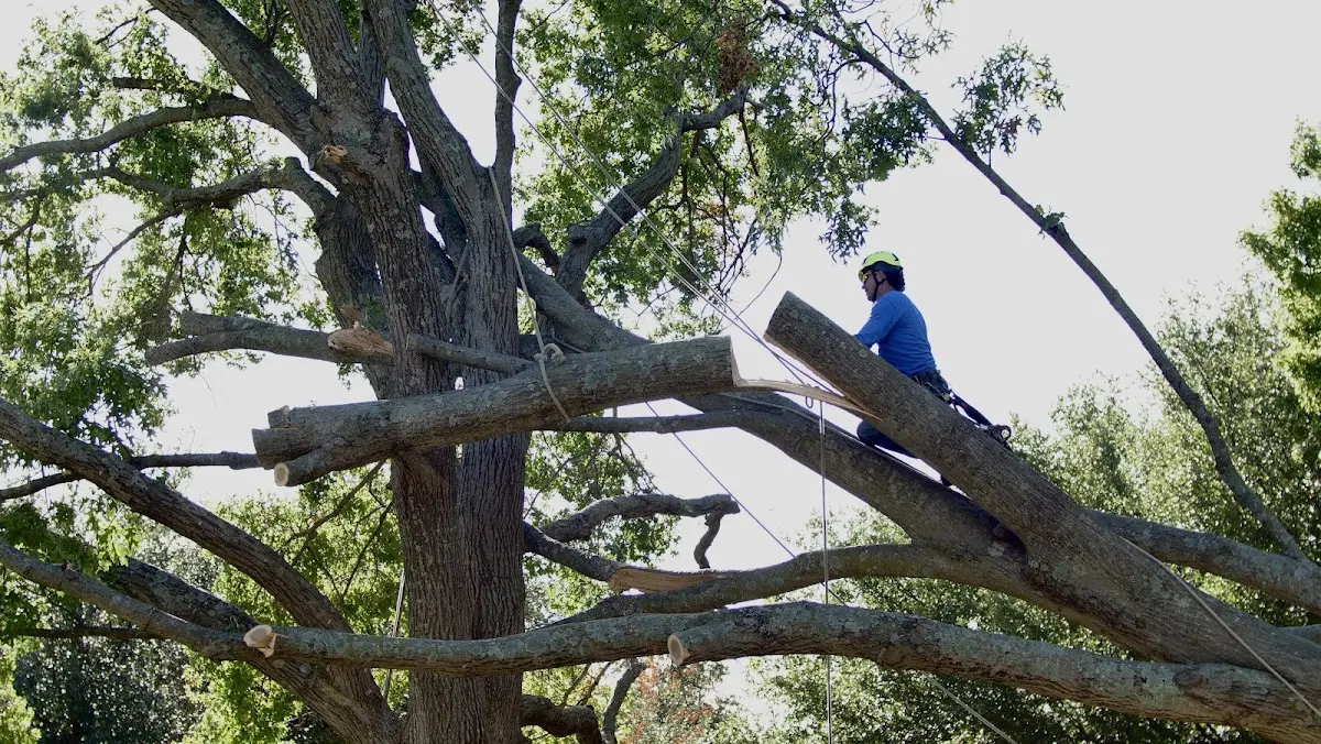 Professional Crown Thinning performed by certified arborists in Streeter