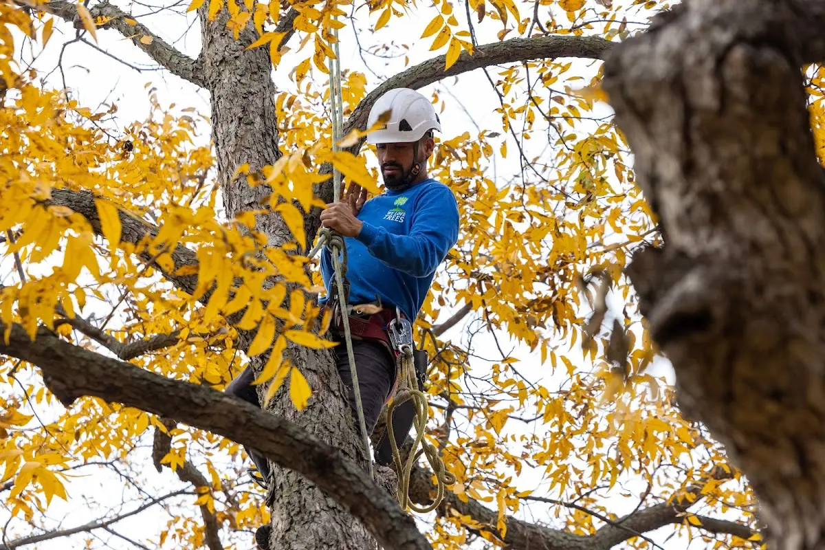 Skilled Tree Transplanting crew working in Streeter